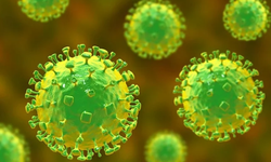 Nipah virüsü nedir, nasıl bulaşır? DSÖ’den ölüm oranı yüzde 75’e varan virüs için acil uyarı