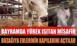 Isparta'da Bayramda Buzağıya Yürek Isıtan Şefkat Eli