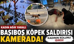 Komşuda Köpek Saldırısı: Kadın Ağır Yaralandı!