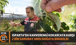 Isparta'da Kahverengi Kokarcaya Karşı Samuray Arısı Mücadelesi Başladı