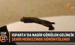 Isparta'da Nadir Görülen Gelincik Şehir Merkezinde Görüntülendi