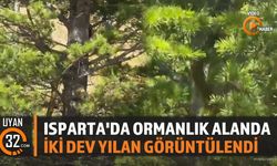 Isparta'nın Ali Köyü'nde 2 Metrelik Dev Yılanlar Kamerada Görüntülendi
