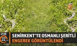 Senirkent'te Osmanlı Şeritli Engerek Görüntülendi