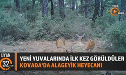 Yeni Yuvalarında İlk Kez Görüldüler Kovada'da Alageyik Heyecanı