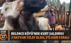 Belence Köyü'nde Kurt Saldırısı