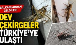 Boyu 20 Santimetreye Kadar Ulaşan Dev Çekirgeler Her Yerde!