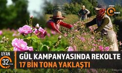 Gül Kampanyasında Rekolte 17 Bin Tona Yaklaştı