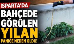 Isparta'da Evin Bahçesinde Görülen Yılan Paniğe Neden Oldu