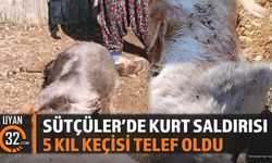 Isparta Sütçüler Belence Köyü'nde Kurt Saldırısı: 5 Keçi Telef Oldu