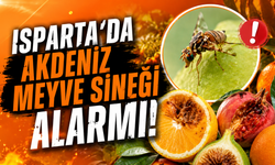 Isparta'da Akdeniz Meyve Sineği Alarmı!