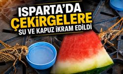Isparta'da Çekirgelere Karpuz ve Su İkramı