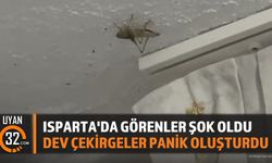 Isparta'da Dev Çekirge Alarmı: Uzmanlardan Rahatlatıcı Açıklama