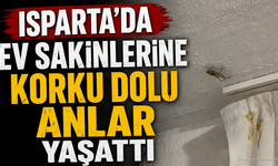 Isparta'da Evde Çekirge Panik Yarattı: O Anlar Kamerada