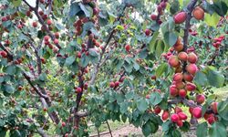 Kaymakam Abacı, Yalvaç'ta Kayısı Hasadını Yerinde İnceledi