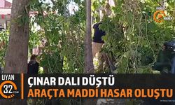 Şarkikaraağaç'ta Çınar Ağacının Dalı Koptu