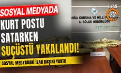Sosyal Medyada Kurt Postu Satarken Suçüstü Yakalandı!