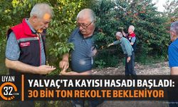 Yalvaç'ta Kayısı Hasadı Başladı: 30 Bin Ton Rekolte Bekleniyor