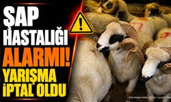 Burdur'da Şap Hastalığı Alarmı: Koç Yarışması İptal Edildi