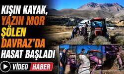 Davraz Kayak Merkezi'nde Mor Hasat Mesaisi Başladı