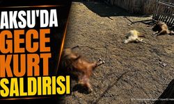 Isparta Aksu'da Kurt Saldırısı: 3 Keçi Telef Oldu