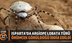 Isparta'da Argiope Lobata Türü Örümcek Görüldüğü İddia Edildi