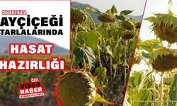 Isparta'da Ayçiçeği Tarlalarında Hasat Hazırlığı Başladı