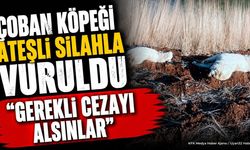 Isparta'da Çoban Köpeği Silahla Vuruldu: Jandarma Devrede