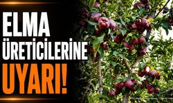 Isparta'da Elma Üreticilerine Kritik İlaçlama Uyarısı Yapıldı