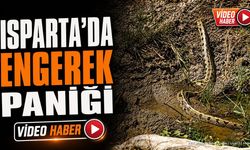 Isparta'da Engerek Olduğu İddia Edilen Yılan Görüldü