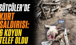 Isparta'da Kurt Saldırısı: Ağıla Giren Kurtlar 6 Koyunu Telef Etti