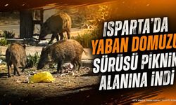 Isparta'da Yaban Domuzu Sürüsü Piknik Alanına İndi