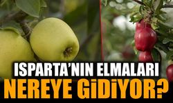 1 milyon tonluk elma şehri: Isparta bu kadar elmayı nereye gönderiyor?