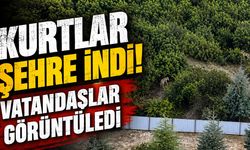 Kurtlar Şehre İndi! Vatandaşlar O Anları Görüntüledi