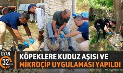 Şarkikaraağaç'ta Köpeklere Kuduz Aşısı ve Mikroçip Uygulaması