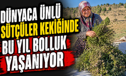 Sütçüler Kekiğinde Bereketli Sezon Yüzleri Güldürdü