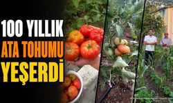 Sütçüler'de 100 Yıllık Ata Tohumundan İlk Domates Hasadı Yapıldı