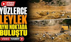 Keçiborlu İncesu Köyünde Yüzlerce Leylek Bir Arada Görüntülendi