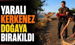 Yaralı Bulunan Kerkenez Tedavisinin Ardından Doğaya Bırakıldı