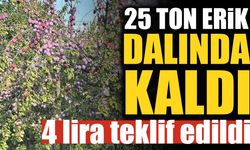 25 ton erik dalında kaldı: Üreticiye kilosu için 4 lira teklif edildi