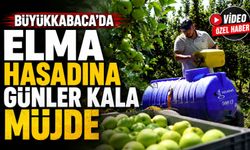 Büyükkabaca'da Elma Hasadına Günler Kala Müjde: Ağaç Başı Verim Rekor Seviyeye Ulaştı!
