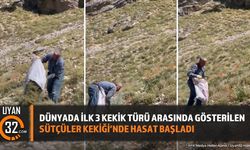 Dünyada İlk 3 Kekik Türü Arasında Gösterilen Sütçüler Kekiği’nde Hasat Başladı
