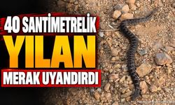 Isparta Eğirdir'de Korkutan Yılan: Osmanlı Engereği Şüphesi
