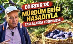 Isparta Eğirdir'de Mürdüm Eriği Hasadı Başladı: Üreticiden Çağrı
