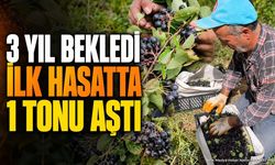 Isparta Sütçüler'de Aronya Hasadı: 4 Dönümden 1 Ton Ürün