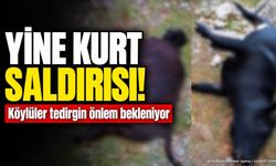 Isparta Sütçüler'de Kurt Saldırısı: 2 Büyükbaş Hayvan Telef Oldu