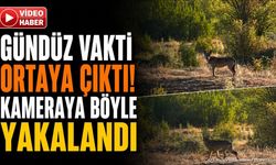 Isparta'da köyleri tedirgin eden görüntü: Gündüz vakti yol kenarında ortaya çıktı