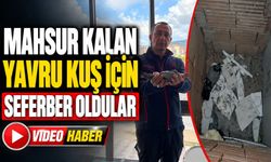 Isparta'da Mahsur Kalan Yavru Kuşu İtfaiye Ekipleri Kurtardı