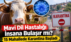 Mavi dil hastalığı insana bulaşır mı? 15 mahallede karantina başladı