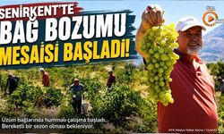 Senirkent'te Bağ Bozumu Mesaisi Başladı: Hasat Pekmeze Dönüşüyor