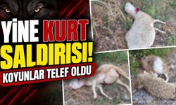 Sütçüler'de Kurt Saldırısı Dehşeti: 11 Koyun Telef Oldu